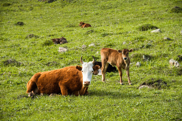Äiti lehmä vieressä hänen vauva vasikka laiduntaminen niityllä
 - Valokuva, kuva