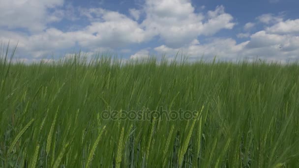 Крупним планом довгий Gras і хмарного неба - 180 fps Slowmo - Кадри, відео