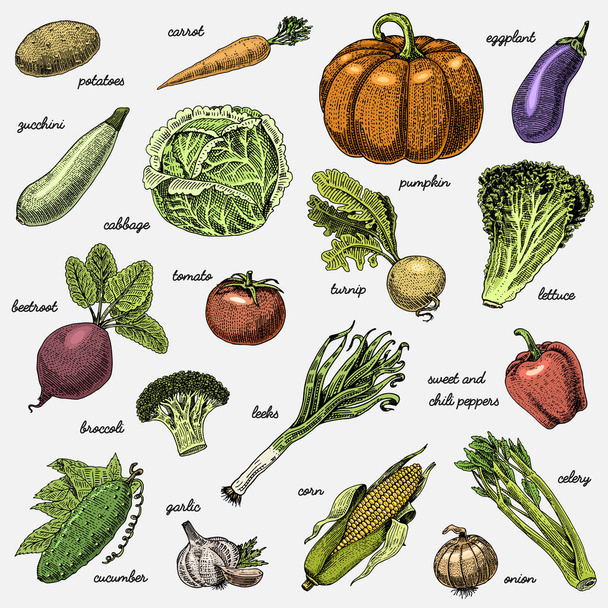 conjunto de mão desenhada, legumes gravados, comida vegetariana, plantas, abóbora olhando vintage, couve e tomate, alface com cenoura, milho e outros
 - Vetor, Imagem