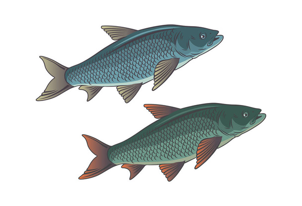 conjunto de icono de pescado de carpa
 - Vector, Imagen