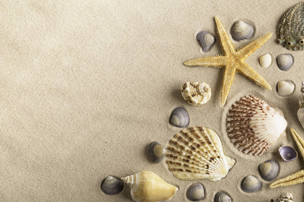 starfish and seafish on sand - 写真・画像