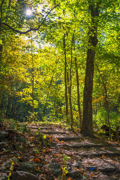 Sonbaharda orman iz - Fotoğraf, Görsel