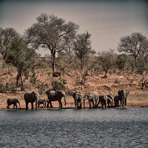  en Sudáfrica elefante de vida silvestre
 - Foto, imagen