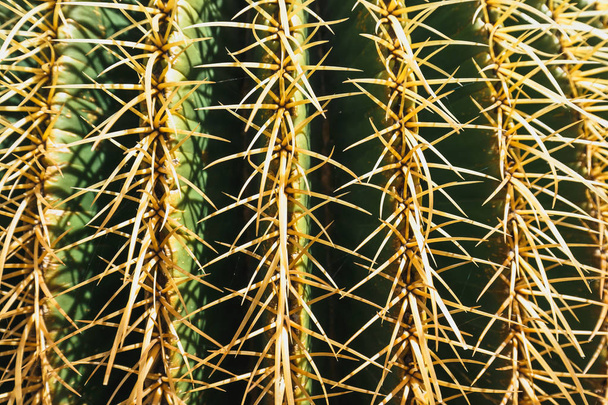 close up of felinocactus grusonii cactus, Larote
 - Фото, изображение