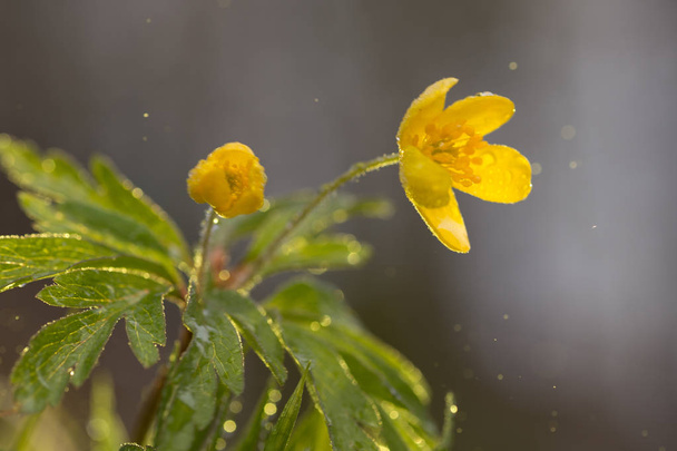 Buttercup flor selvagem com luz do sol e partículas de água voadora
. - Foto, Imagem