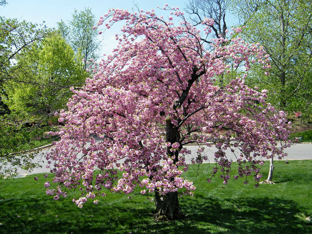 Arlingtonský hřbitov sakura stromu 2010 - Fotografie, Obrázek