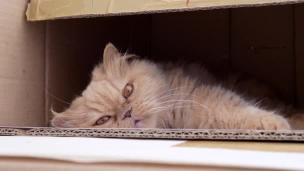 Close up persian cat funny face inside box  - Materiał filmowy, wideo