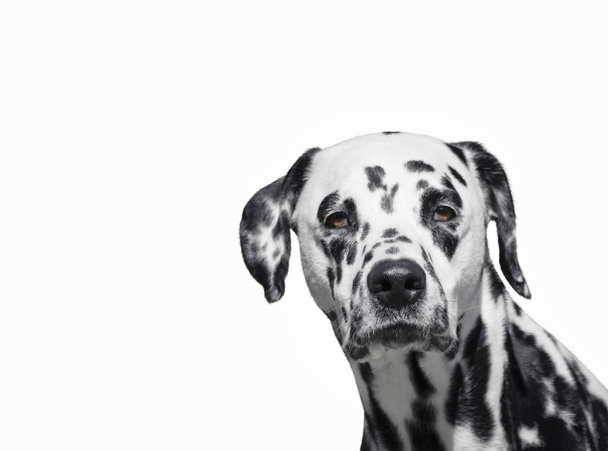Piękny pies dalmatyńczyk, patrząc na kamery na białym tle portret - Zdjęcie, obraz