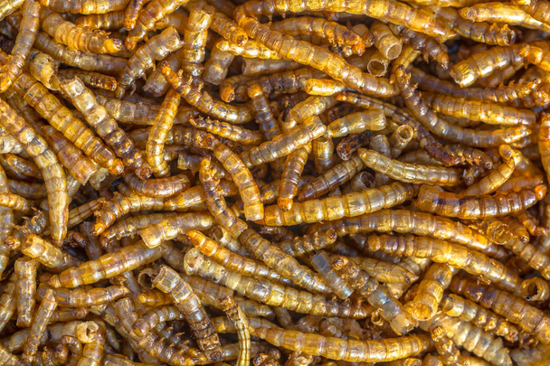 Dry mealworm larvae background - Photo, Image