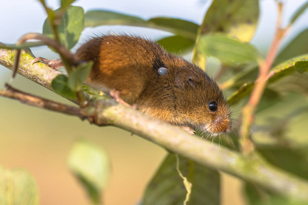 Eurasia ratón de cosecha con garrapata
 - Foto, Imagen