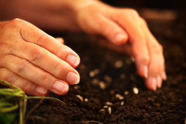 Χέρι του ηλικιωμένη γυναίκα ρίχνουν σπόρους στο χώμα. - Φωτογραφία, εικόνα