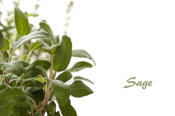 Spice plant sage - Photo, Image