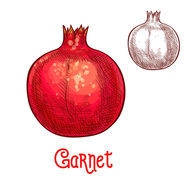 Garnet hedelmät vektori luonnos eristetty kuvake
 - Vektori, kuva