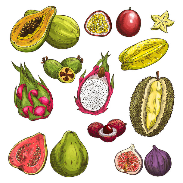 Ανυσματικά εικονίδια σκίτσο από εξωτικά τροπικά φρούτα - Διάνυσμα, εικόνα