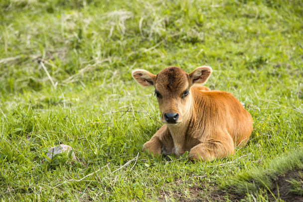 A small calf lies on a meadow - 写真・画像