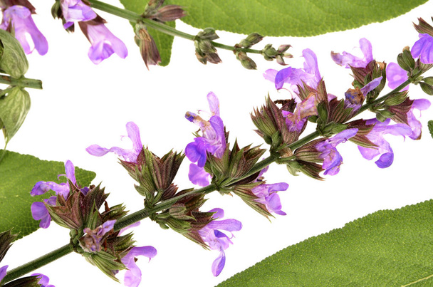 purple salvia flowers background texture - Photo, Image