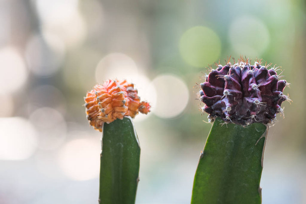 two cactus, purple and orange, with some spider web, on bokeh background - Photo, Image