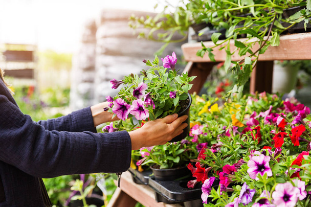 woman chooses petunia flowers at garden plant nursery store - Photo, Image
