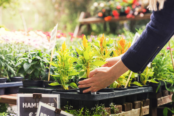 жінка вибирає квітковий горщик в магазині садових рослин
 - Фото, зображення