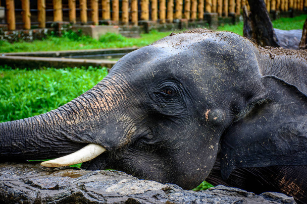zaostřená fotografie mladého slona s caninem zubem - Fotografie, Obrázek