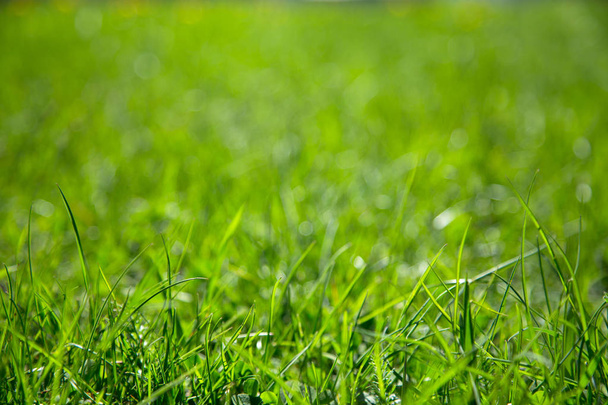 Background of green juicy grass - Фото, зображення