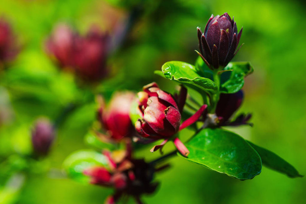 Beautiful blooming branch closeup - Zdjęcie, obraz