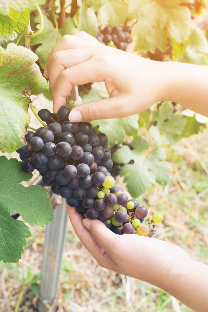 Ellenőrzése a szőlő a szőlő szőlő munkavállaló - Fotó, kép
