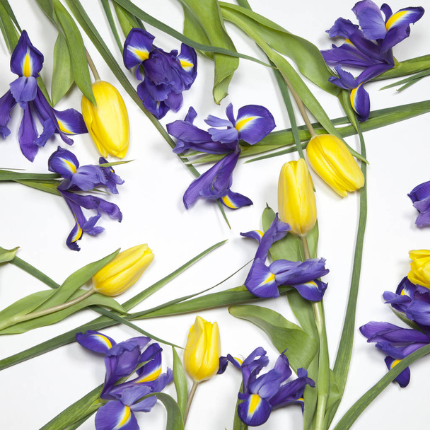 the violet Irises xiphium (Bulbous iris, Iris sibirica) with yellow tulip on white background with space for text. Top view, flat lay - Zdjęcie, obraz