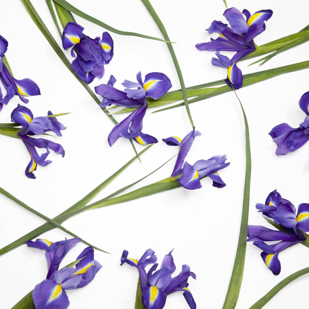 Fioletowe irysy xiphium (bulwiasta iris, Iris sibirica) na białym tle z miejsca na tekst. Widok z góry, płaskie świeckich - Zdjęcie, obraz