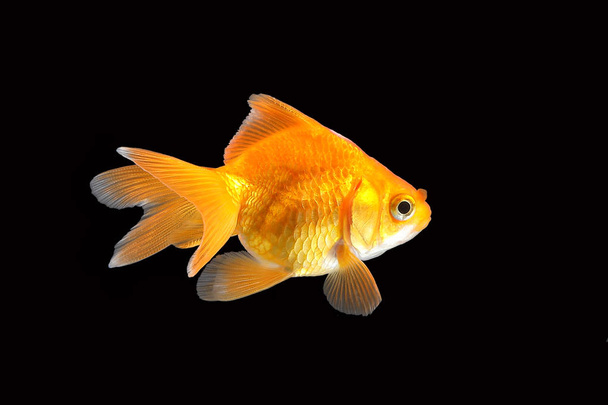Złota rybka akwarium zwierzętom  - Zdjęcie, obraz