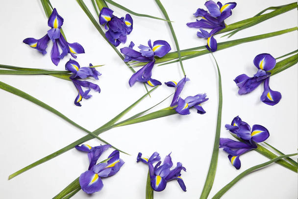 the Violet Irises xiphium (Bulbous iris, Iris sibirica) on white background with space for text. Top view, flat lay - Zdjęcie, obraz