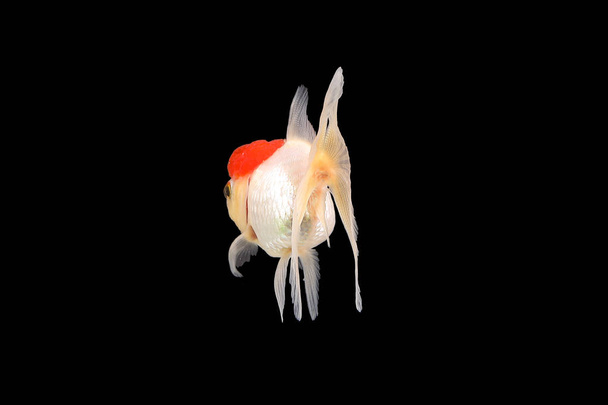 Acquario di pesci rossi animale domestico
  - Foto, immagini
