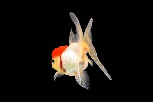 Goldfish aquarium pet  - Fotografie, Obrázek