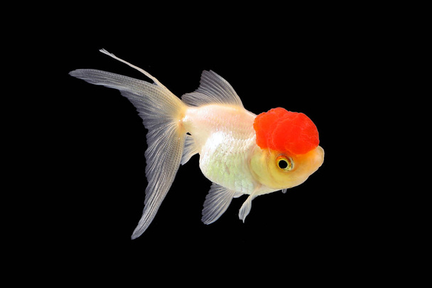Japon balığı akvaryum pet  - Fotoğraf, Görsel