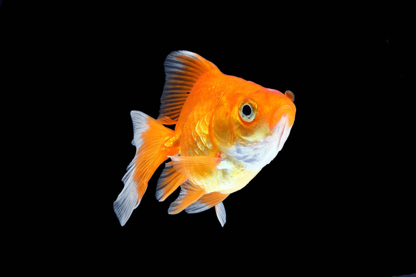 GoldFish aquário animal de estimação
  - Foto, Imagem