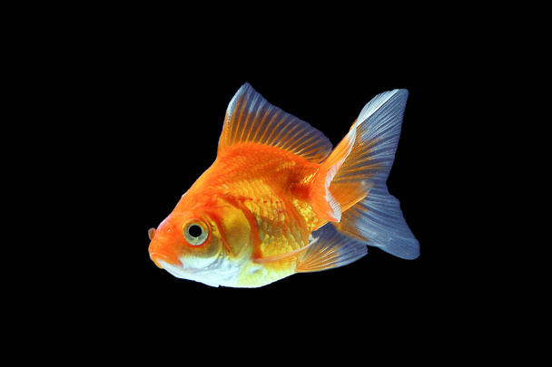 Kultakala akvaario lemmikki
  - Valokuva, kuva