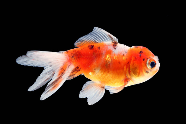 GoldFish aquário animal de estimação
  - Foto, Imagem