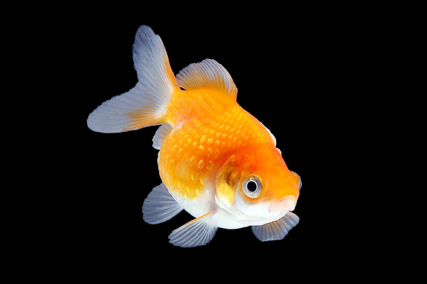 GoldFish acuario mascota
  - Foto, imagen
