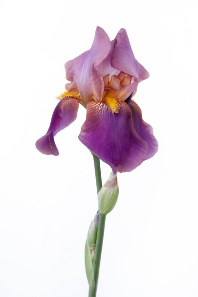     Lilac iris on a white background. - Foto, imagen