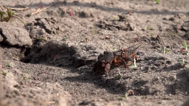 Familia de grandes insectos excavadores. Producción de la familia fórmica. Las hormigas se alimentan de las langostas
. - Imágenes, Vídeo