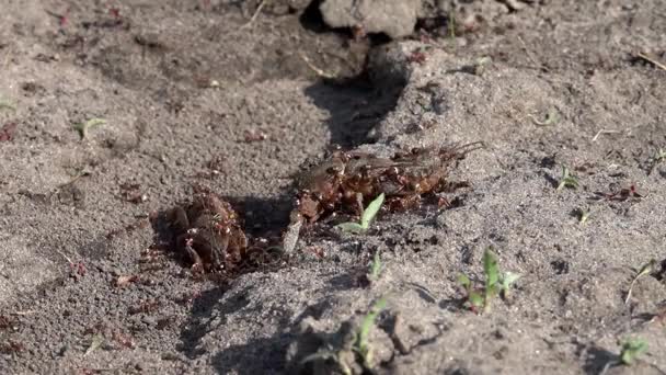 Familia de grandes insectos excavadores. Producción de la familia fórmica. Las hormigas se alimentan de las langostas
. - Imágenes, Vídeo
