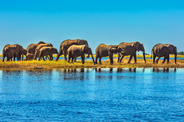 Large herd of elephantsnear river - Photo, Image