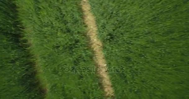 Aerial, Vertical HiSpeed Flight Above High Gras, Closeup, Farmland Germany - Footage, Video