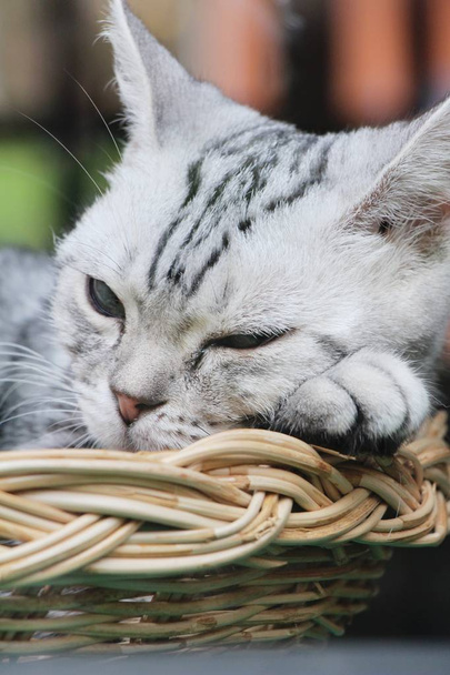 Kat grijs schattig is slapen op mand - Foto, afbeelding