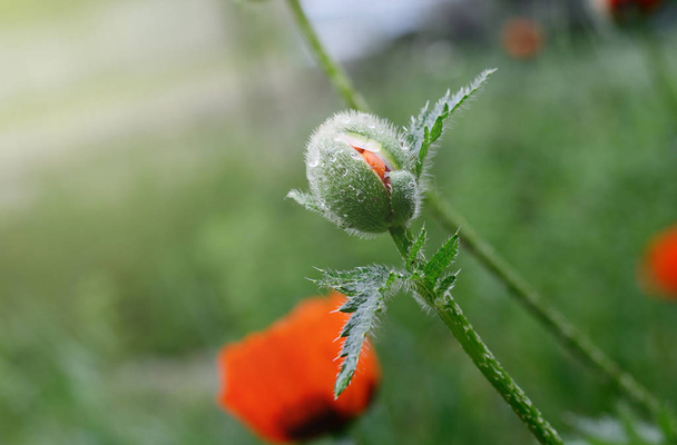 Beautiful red poppy, close-up photo of spring flower, symbol of commemorate military personnel who have died in war. Also simbol of sleeping and death. - Photo, Image