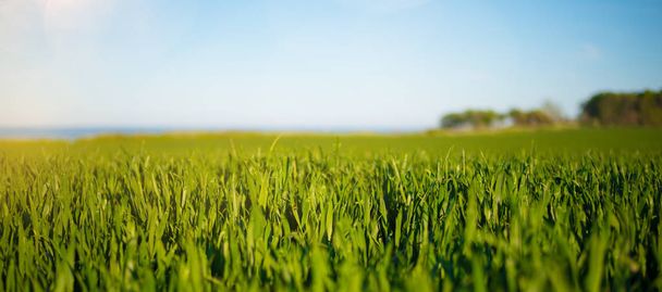 nízký úhel výstřelu svěží zelené pole podle jasné modré nebe s oceánem a stromy v mělkých pozadí - Fotografie, Obrázek