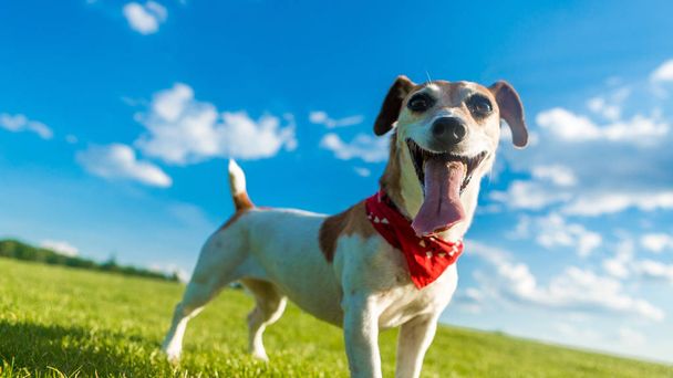 Happy dog smiling natural background.  - Foto, Imagem