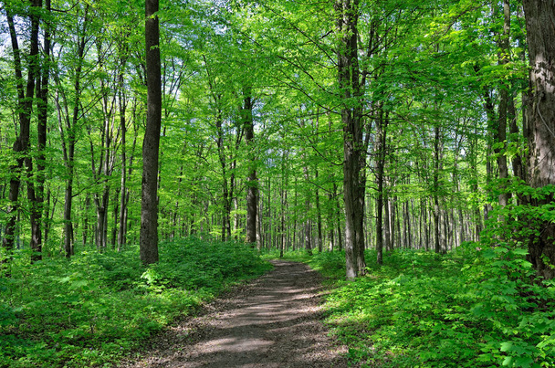 Schlanke Bäume in jungem Waldgrün im Sommer - Foto, Bild