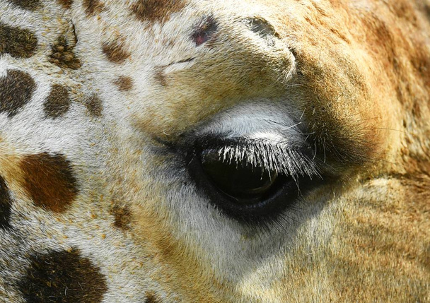  Perfil de una hermosa jirafa
 - Foto, imagen