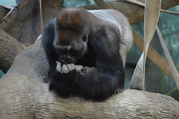 Gorilla odpoczynek na linach - Zdjęcie, obraz